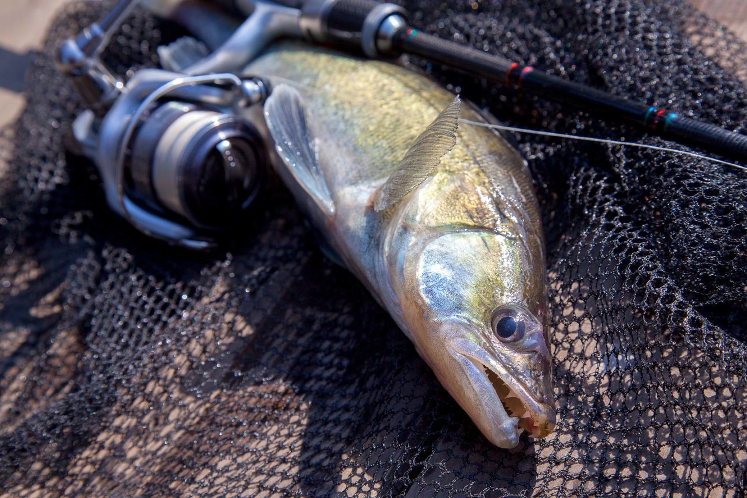 Zanderruten: Ratgeber, Empfehlungen & Vergleich 2024 | Simfisch.de