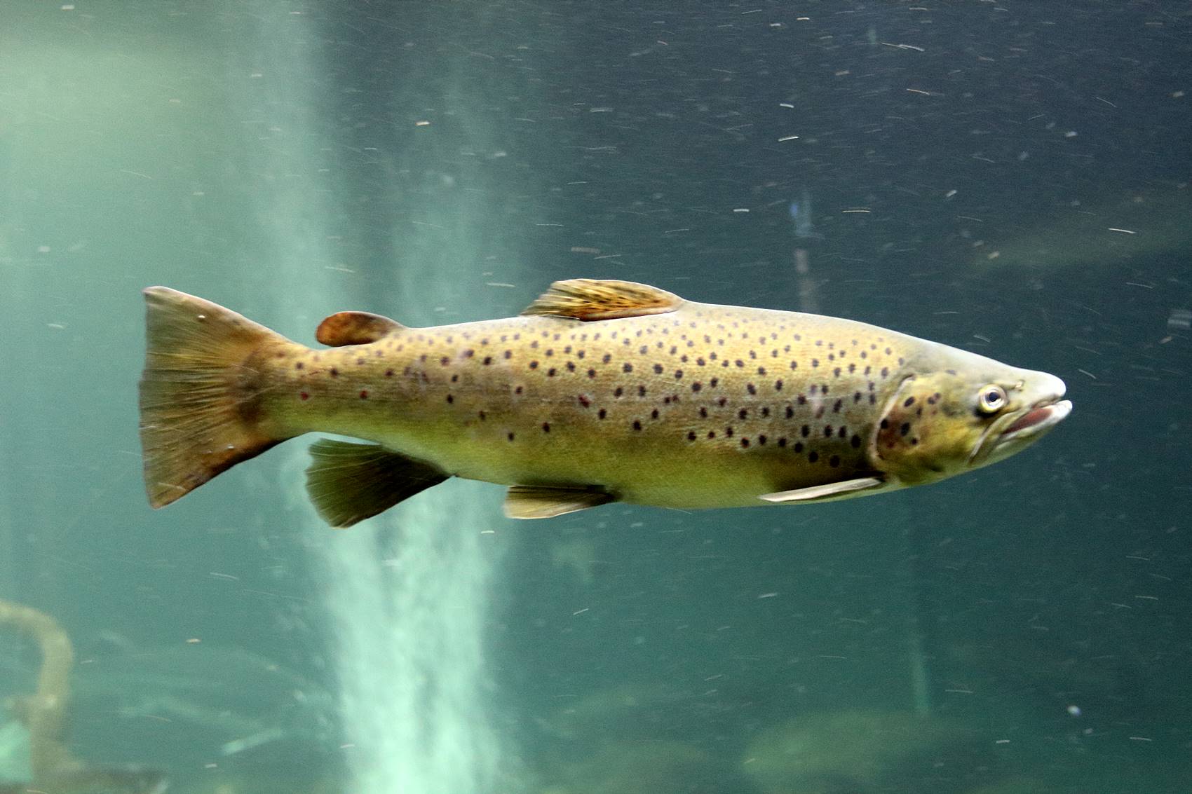 Wie nennt man einen weiblichen Lachs? Wie nennt man einen weiblichen Lachs?