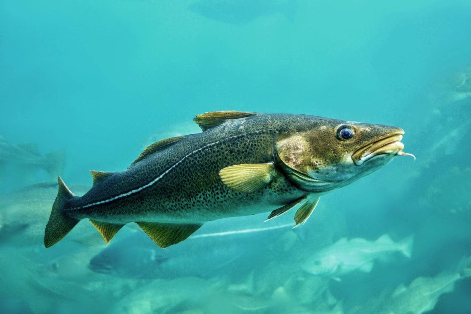 Dorsch (Kabeljau) Alles Wissenswerte zum Fisch Simfisch.de