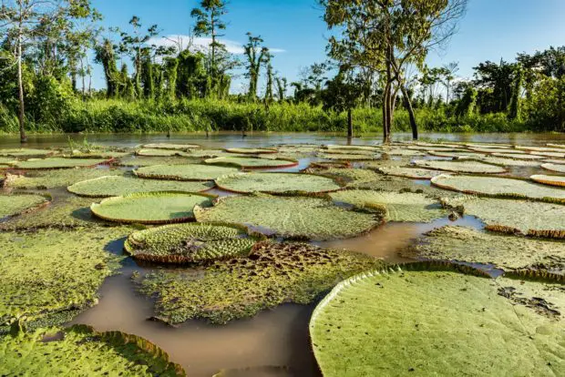 Nebenfluss Amazonas