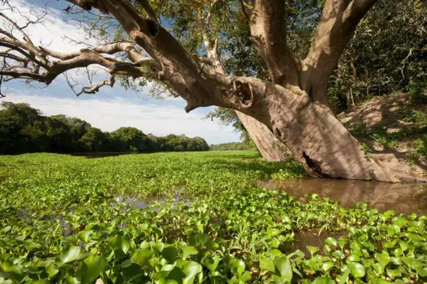 Fluss Amazonas