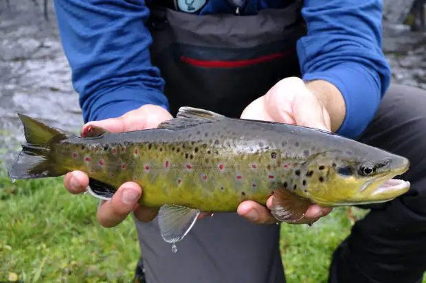 Salmo trutta fario