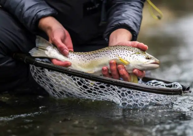 Seeforelle (Salmo trutta lacustris)