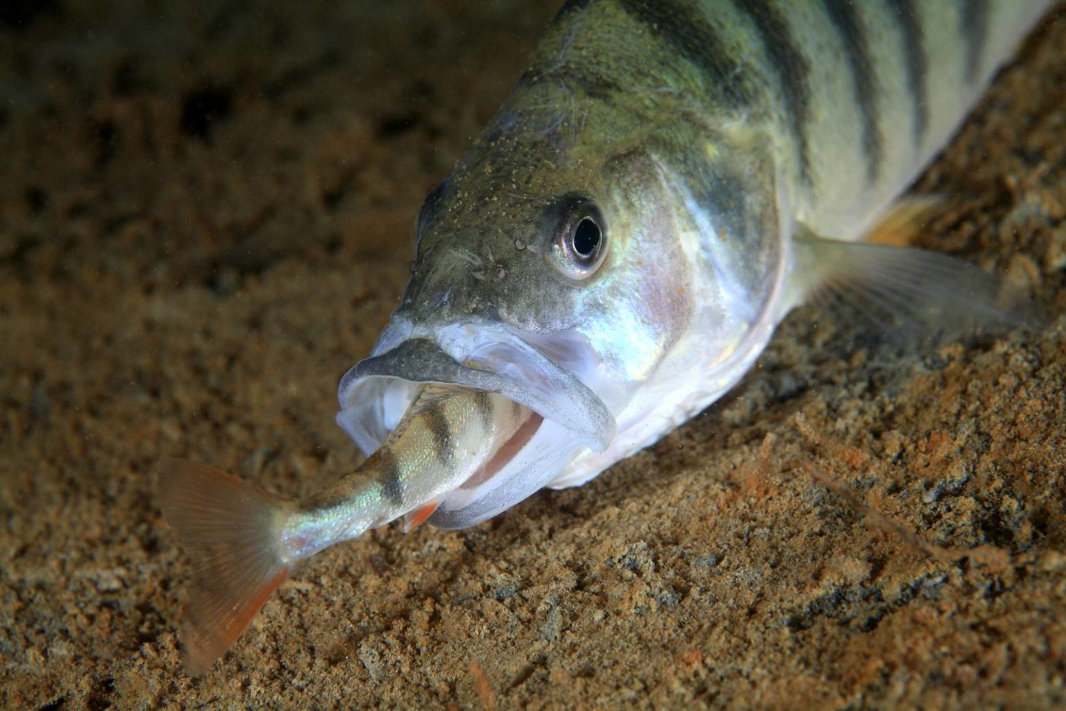 Barsch Alles Wissenswerte zum einheimischen Fisch