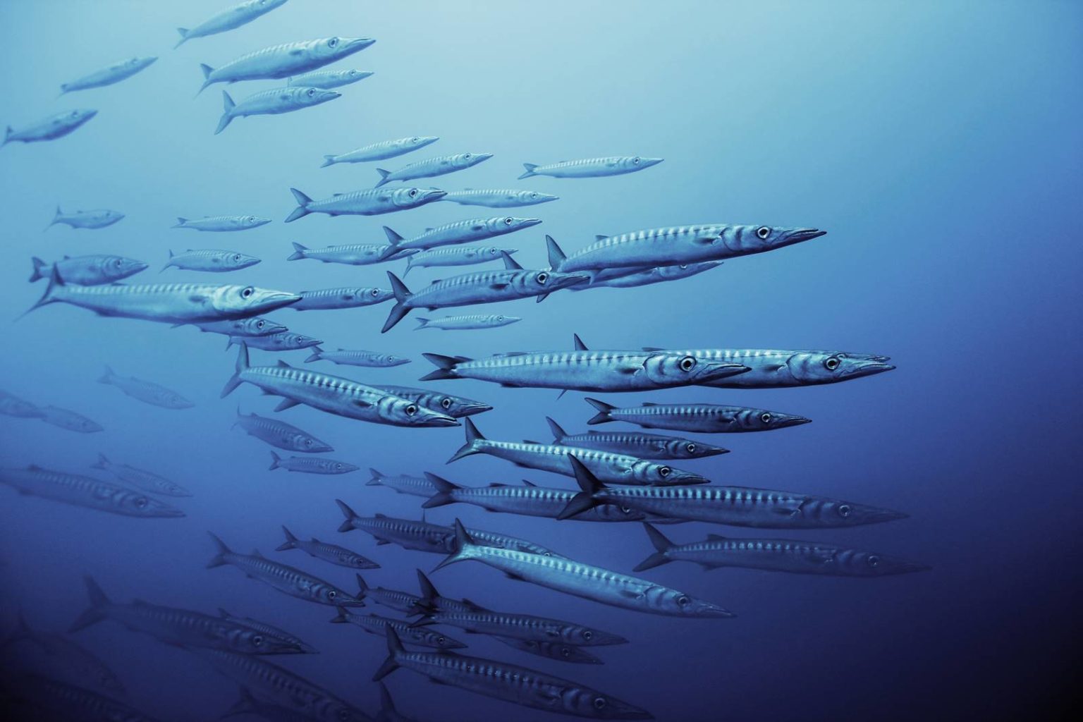 Barrakuda Alle Infos zum aggressiven Raubfisch