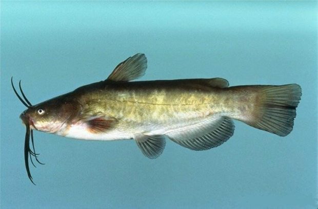 Zwergwels (Ameiurus nebulosus)