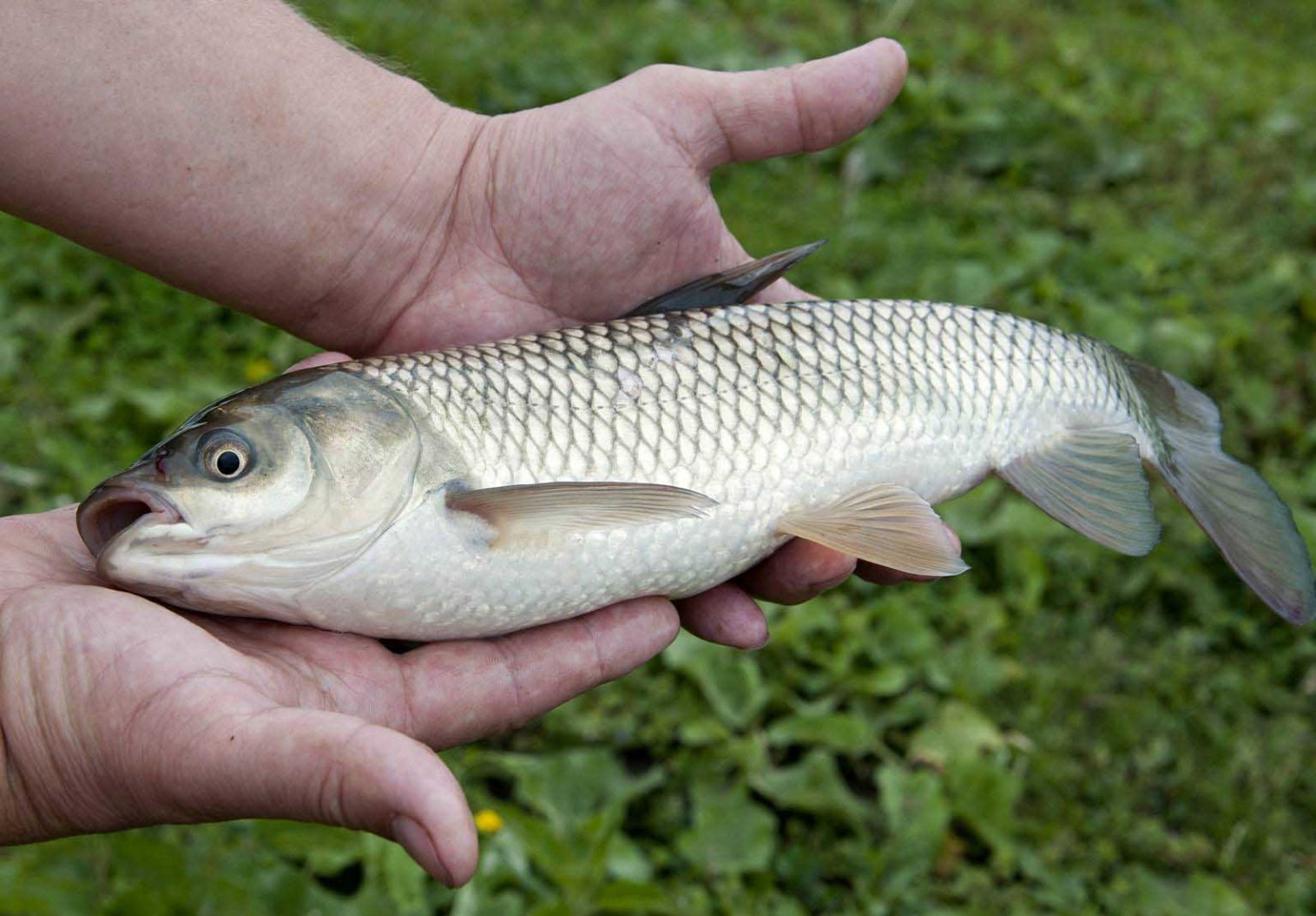 Döbel im Fokus Steckbrief, Biologie und Lebensraum