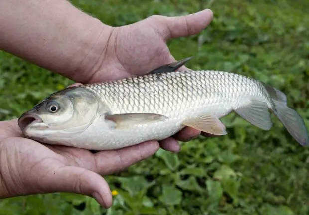 Gefangener Döbel