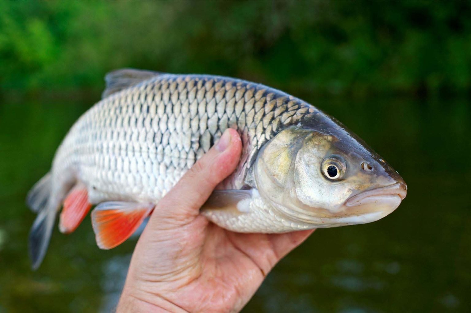 Döbel im Fokus Steckbrief, Biologie und Lebensraum