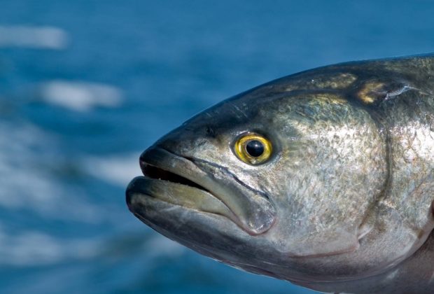 Blaufisch (Pomatomus saltatrix)