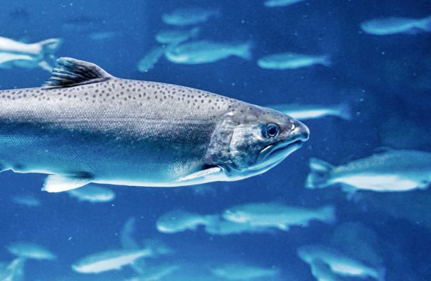 Lachs