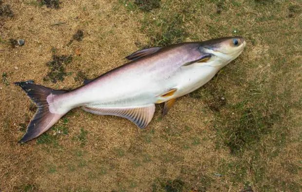 Pangasius