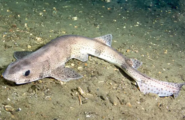 Kleingefleckter Katzenhai (Scyliorhinus canicula)