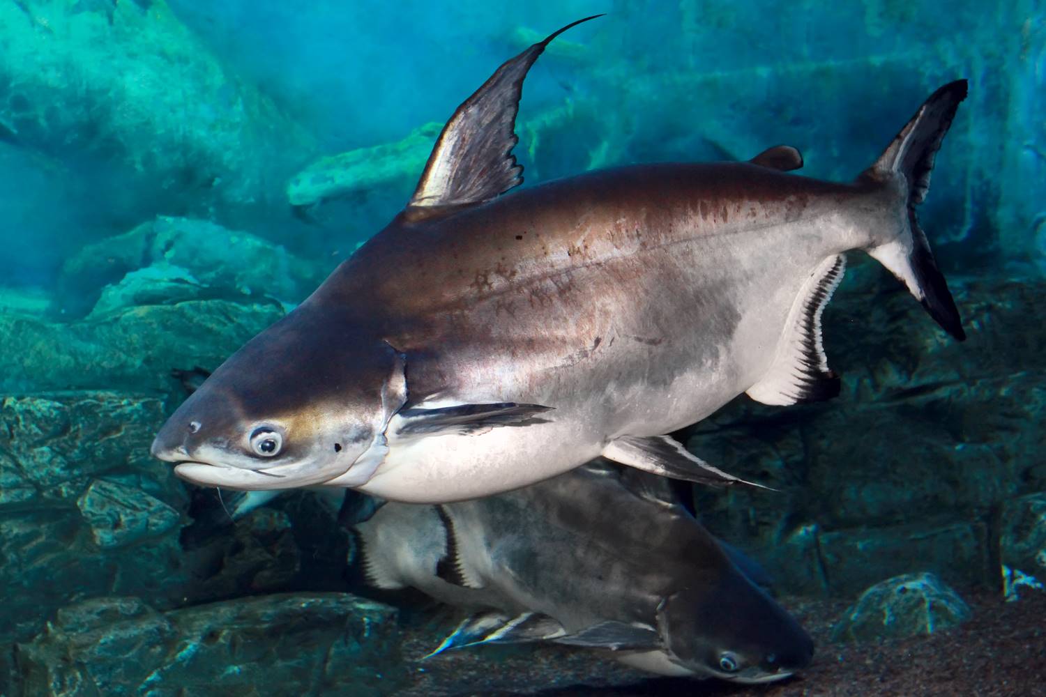 Pangasius: Alle Infos zum sehr beliebten Speisefisch | Simfisch.de