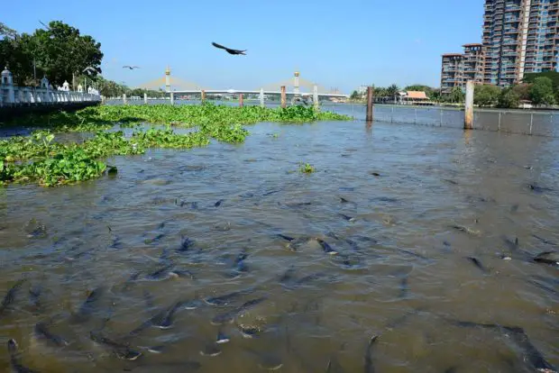 Pangasius-Zucht in Südostasien