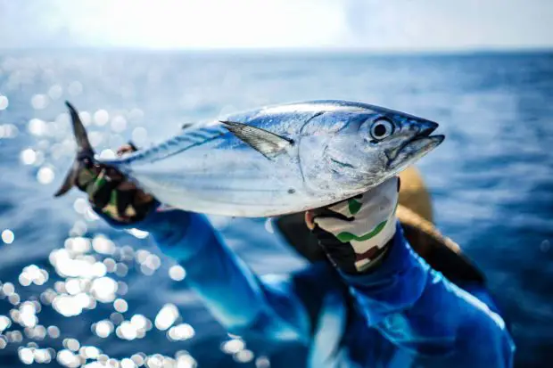 Echter Bonito (Katsuwonus pelamis)