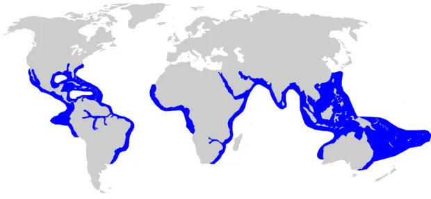 Verbreitungsgebiete des Bullenhais