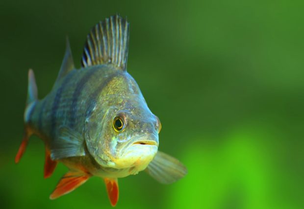 Flussbarsch (Perca fluviatilis)