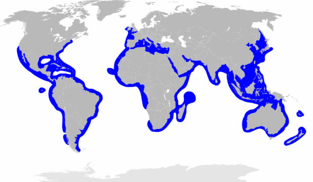 Verbreitungsgebiete des Hammerhais