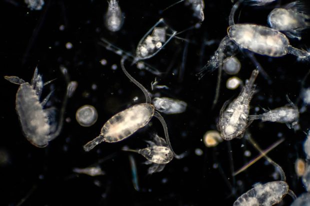 Zooplankton