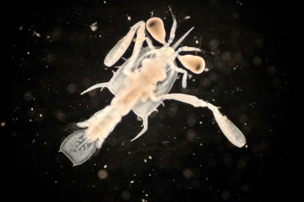 Zooplankton