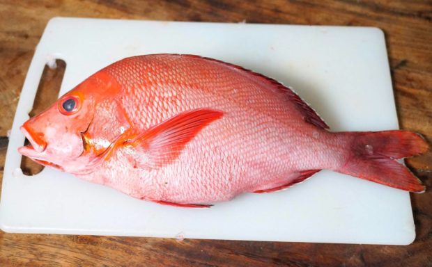 Red Snapper