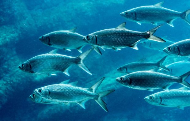 Sardine