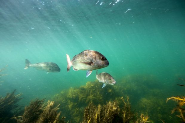 Cubera Snapper