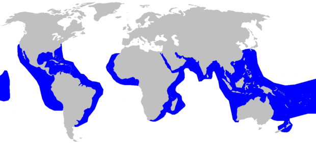 Verbreitungsgebiete des Tigerhais