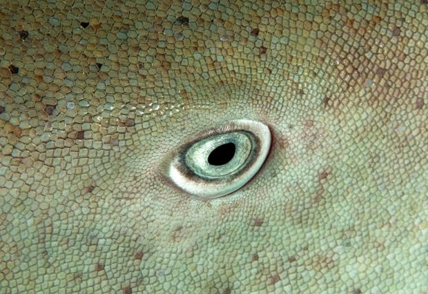 Auge des Ammenhais