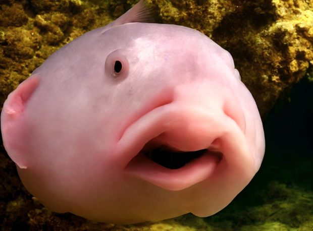 Blobfisch