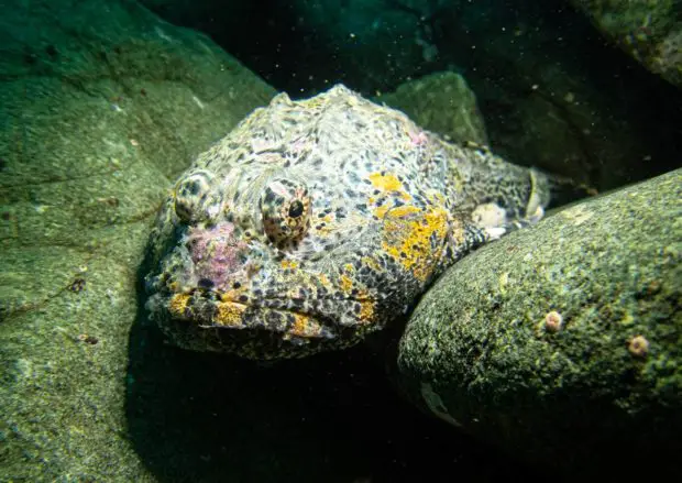 Blobfisch