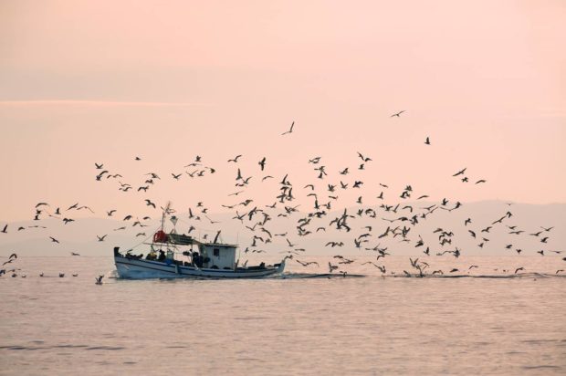 Kommerzieller Fischfang