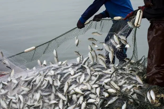 Kommerzieller Fischfang