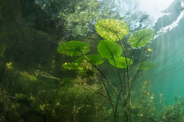 Wasserpflanzen