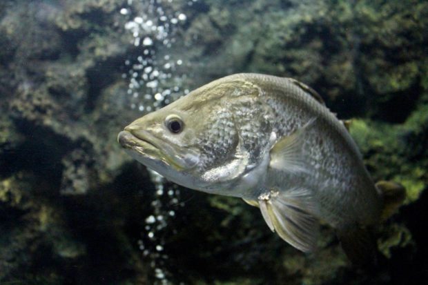 Barramundi