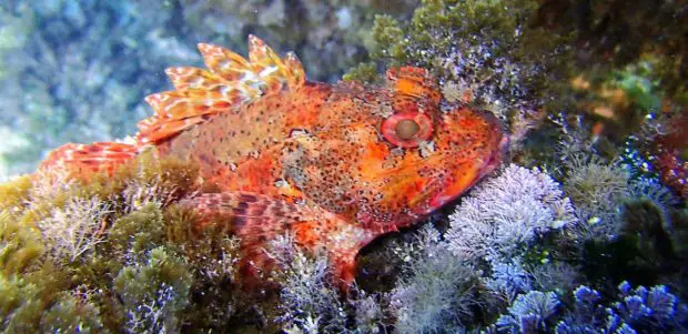 Drachenkopf Fisch