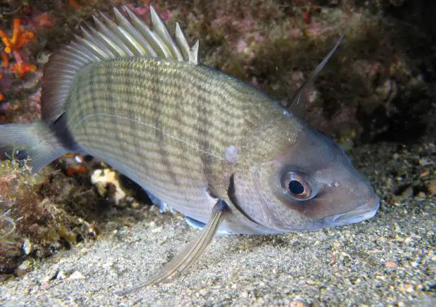 Geißbrasse (Diplodus sargus)