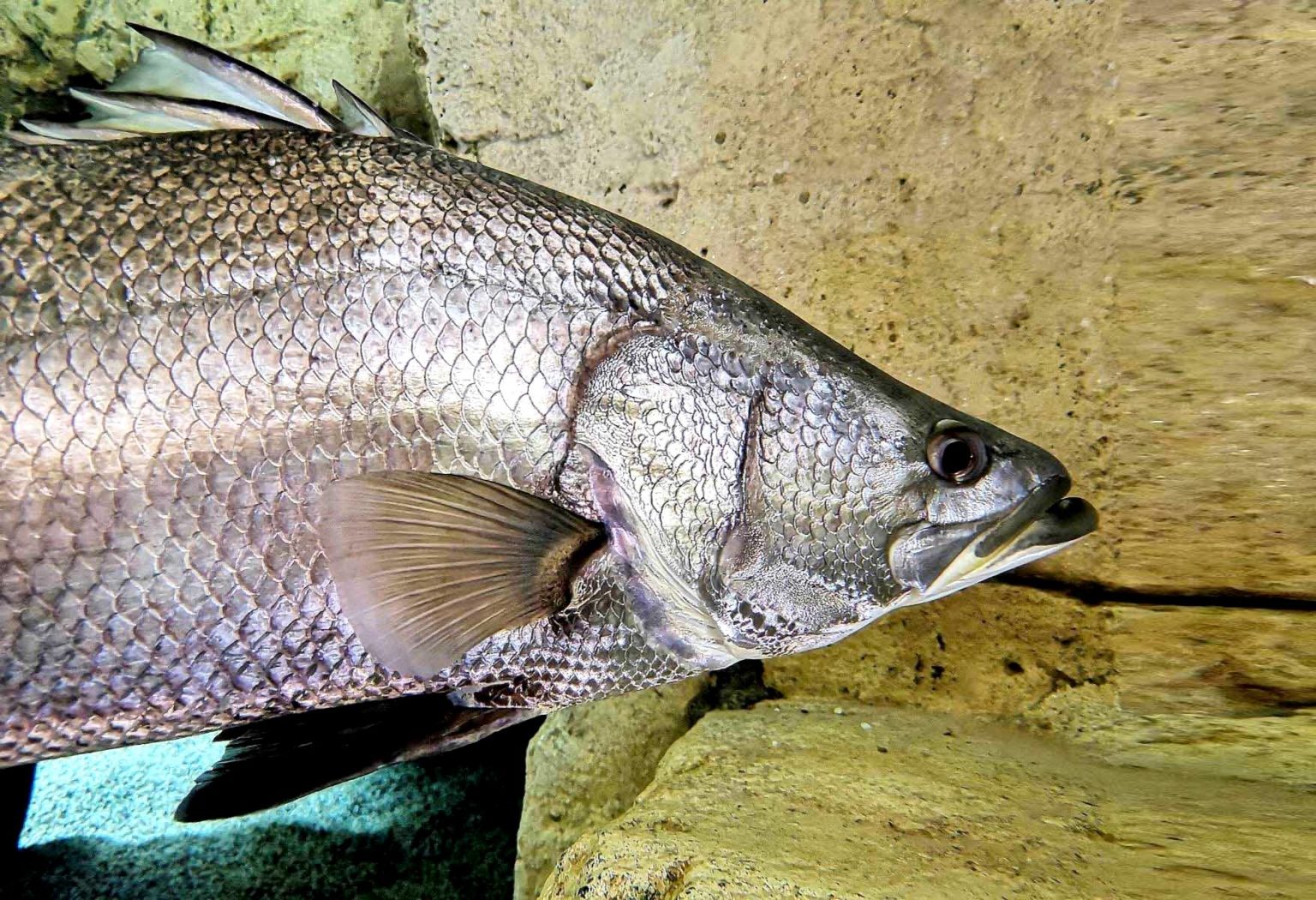 Nilbarsch (Viktoriabarsch): Biologie, Lebensweise, Verbreitung