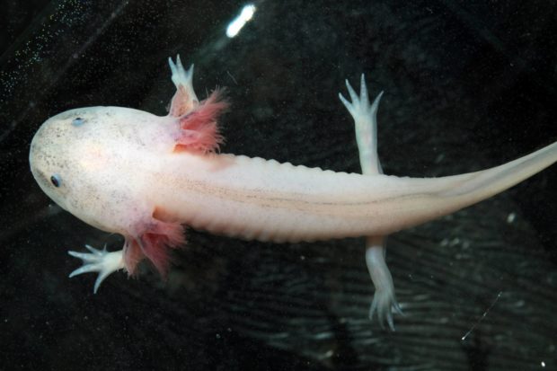 Axolotl