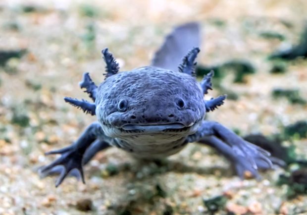 Axolotl