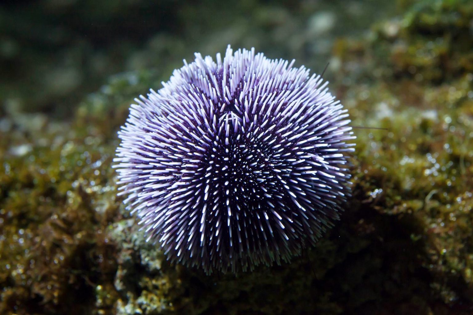 Seeigel Alles Wissenswerte über die Stachelhäuter Simfisch.de