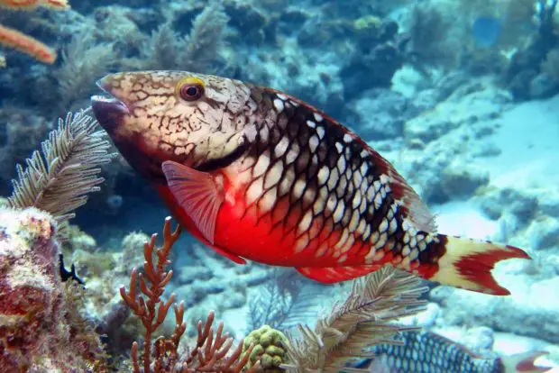 Masken-Papageifisch (Cetoscarus-bicolor)