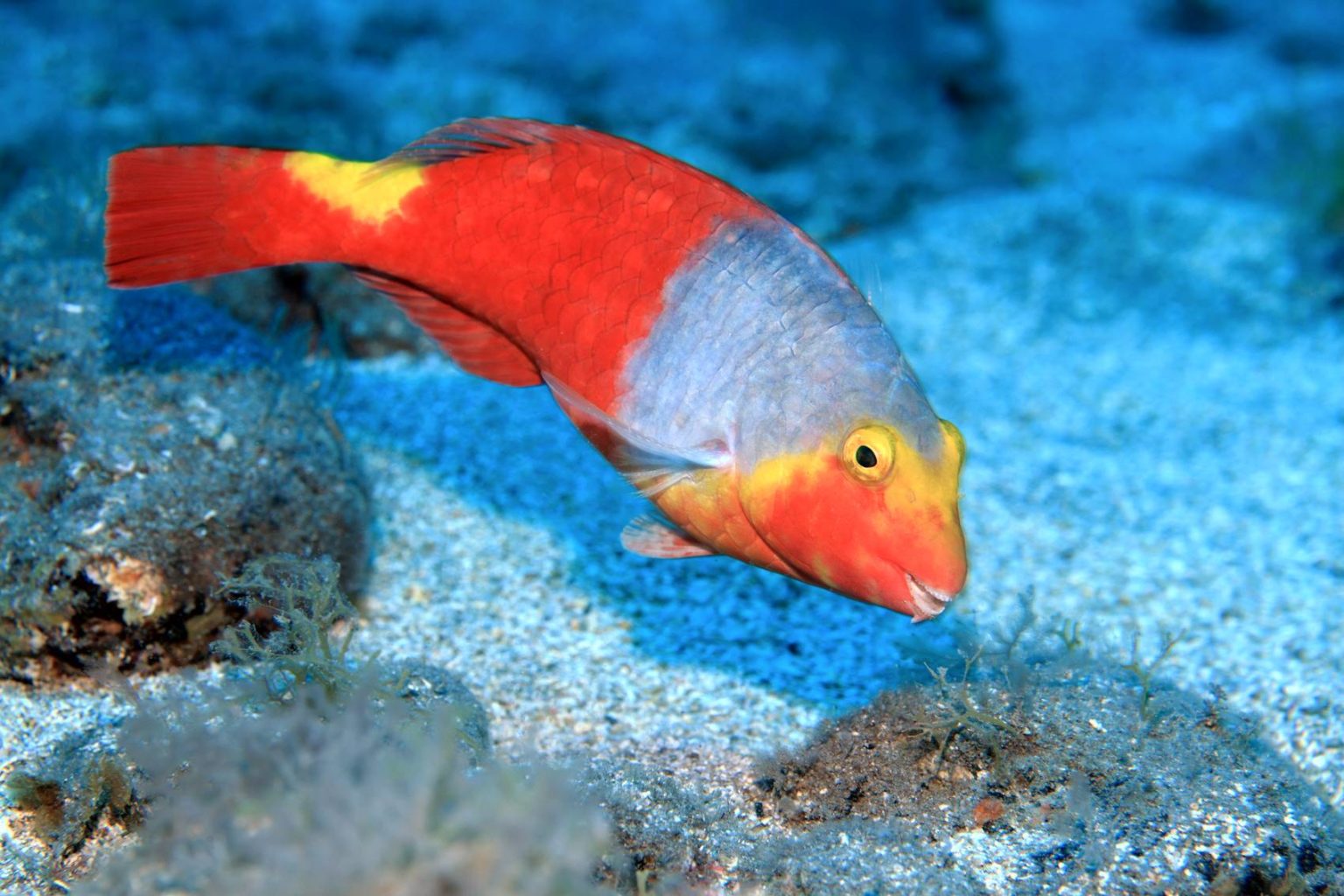 Papageifisch Alles Wissenswerte zum besonderen Fisch Simfisch.de