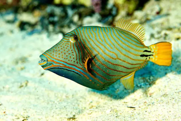 Orangestreifen-Drueckerfisch (Balistapus-undulatus)