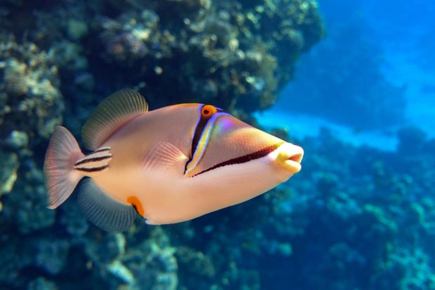 Picasso-Drueckerfisch (Rhinecanthus-aculeatus)