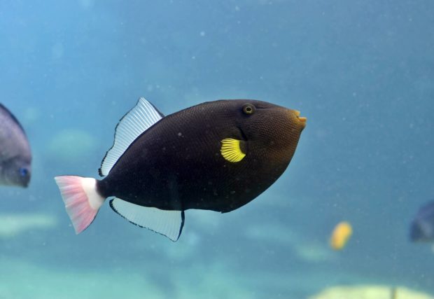 Rotschwanz-Drueckerfisch (Melichthys-vidua)