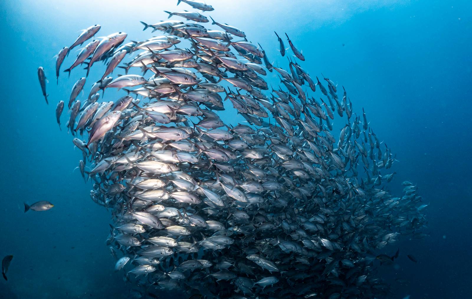 WURFNETZ FISCHERNETZ, 3m DURCHMESSER, 88 GEWICHTE, FANGNETZ, NETZE, KÖDER  FISCH