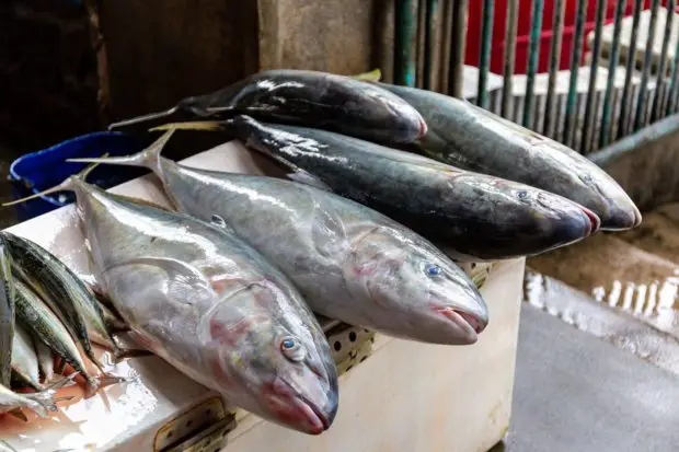 Amberjacks