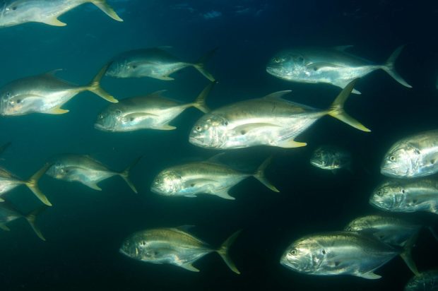 Cavallas